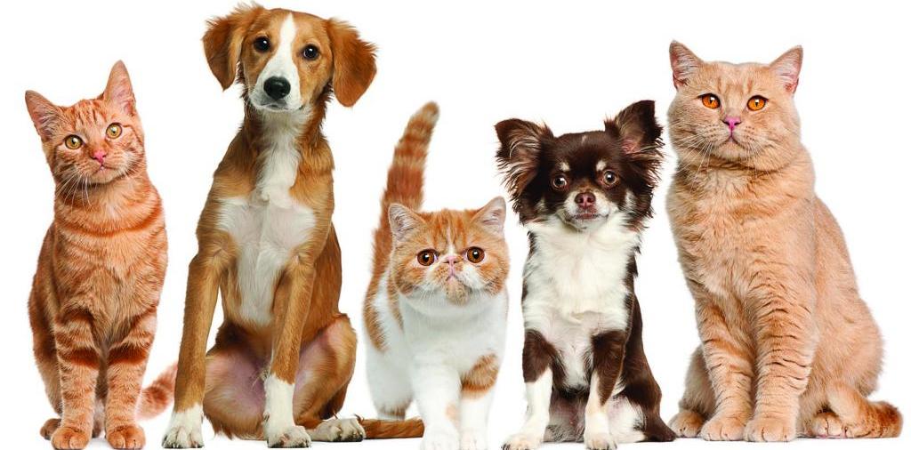 Доска объявлений о животных | ЗооТом - продажа, вязка и услуги для животных в Чапаевске