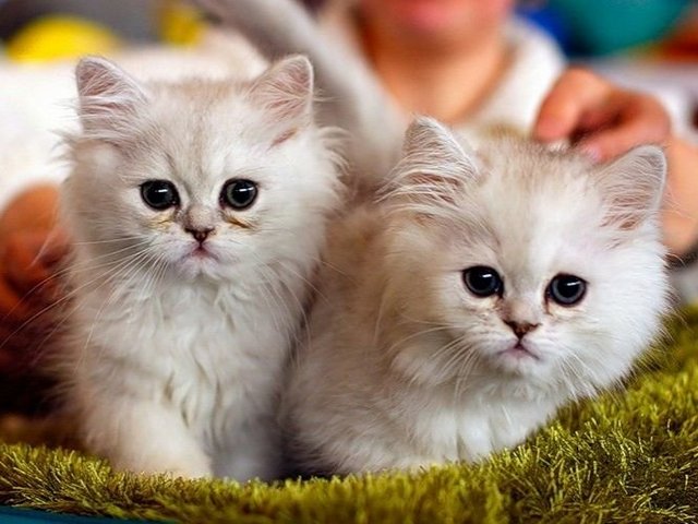 Породы кошек в Чапаевске | ЗооТом портал о животных