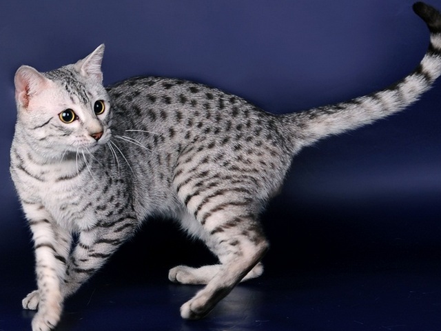 Породы кошек в Чапаевске | ЗооТом портал о животных
