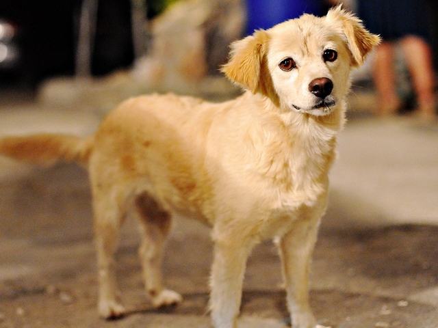 Породы собак в Чапаевске | ЗооТом портал о животных