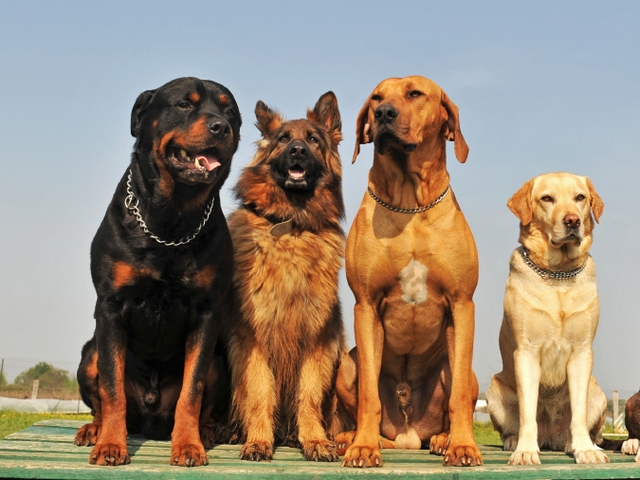 Крупные породы собак в Чапаевске | ЗооТом портал о животных