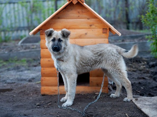 Все о собаках в Чапаевске